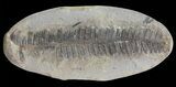 Pecopteris Fern Fossil (Pos/Neg) - Mazon Creek #70377-2